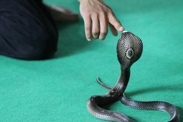 梦见蛇咬了自己的手