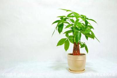 属鼠养什么植物旺财