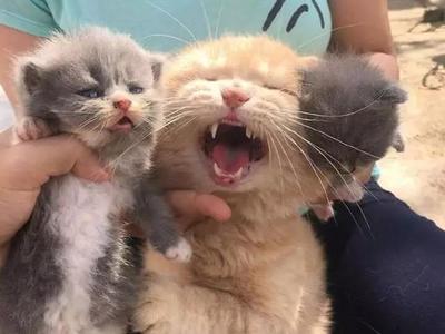 猫什么时候怀孕