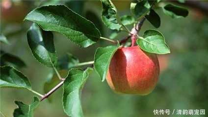 苹果在古代称为什么