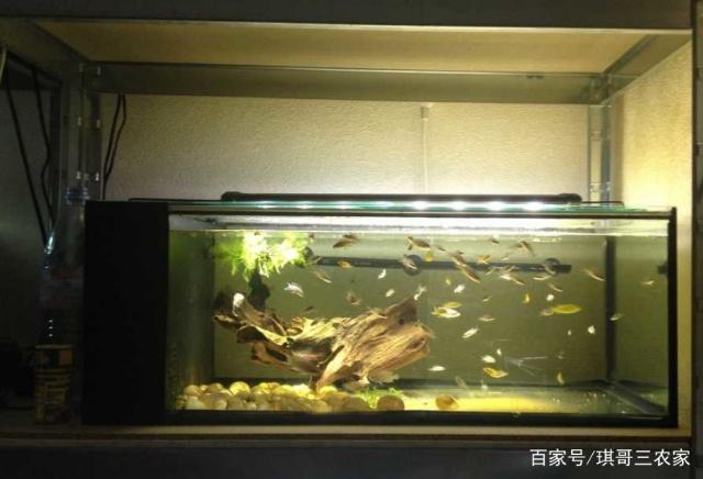 大白魚觀賞魚怎么養(yǎng)好看的（大白魚觀賞魚怎么養(yǎng)好看的圖片）