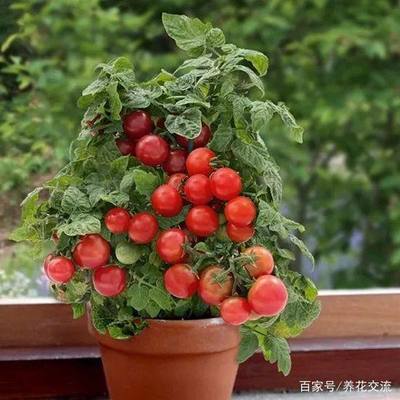 阳台上可以种什么水果