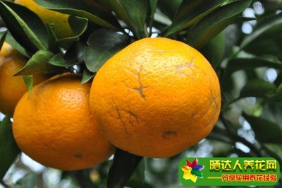 橘子的寓意