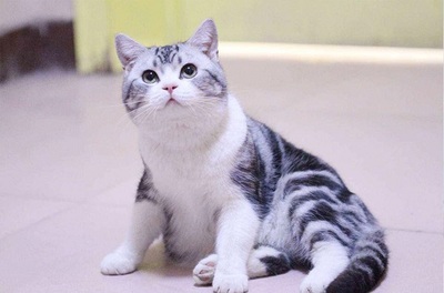 梦见一只怀孕的猫