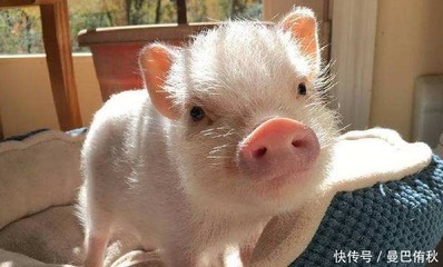 家里两个属猪的好不好