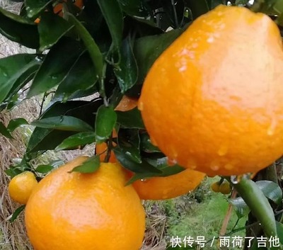 芦柑孕妇可以吃吗