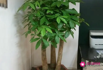 阳台种什么树