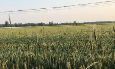 孕妇梦见麦穗
