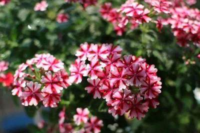 花朵的名字大全