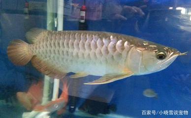 紅龍魚增色食物是什么原理造成的（紅龍魚增色食物是什么原理造成的呢）