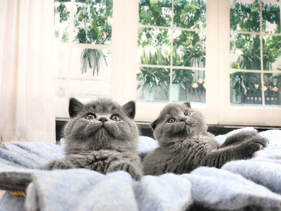 为什么养猫不容易怀孕
