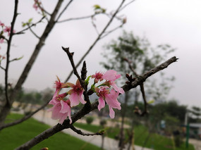 桃花在枝头怎么出来