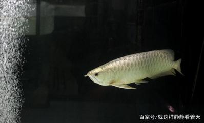 西安魚缸批發(fā)廠家直銷電話多少啊多少錢（關(guān)于西安魚缸批發(fā)廠家的問題） 水族問答