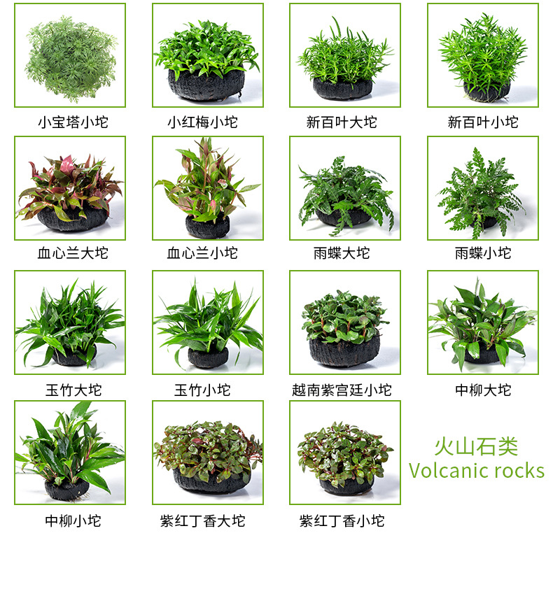 植物名字大全