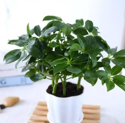 房间里放什么植物可以净化空气