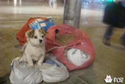 狗吃塑料袋会死吗