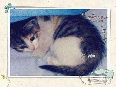 猫影响怀孕吗