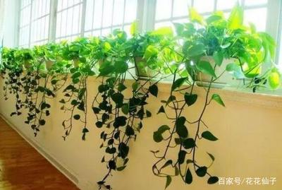 五行缺木养什么植物