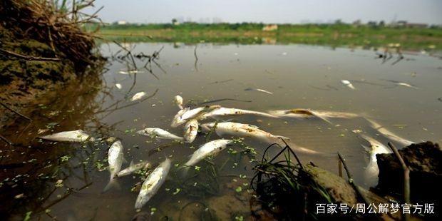 梦境之谜，解读梦见死鱼被洪水冲走的预兆