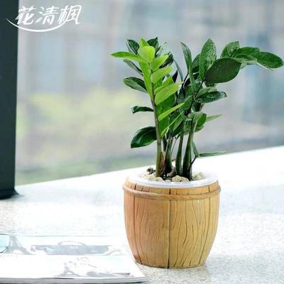 属鼠养什么植物旺财