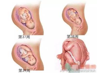 胎儿发育顺序