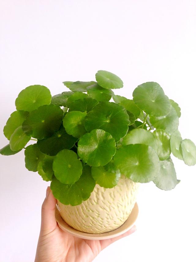 茵的寓意