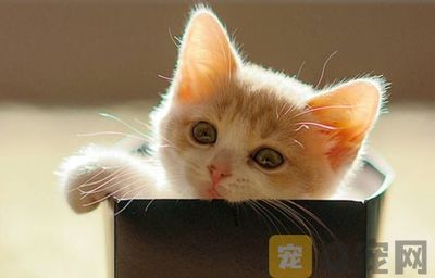 猫能吃花生吗?猫最喜欢的20种食物