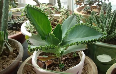 适合在室内养的花草