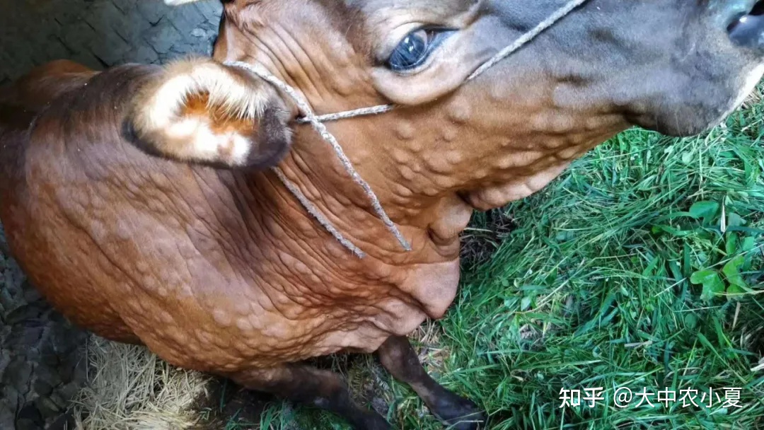 牛厌食怎么治疗