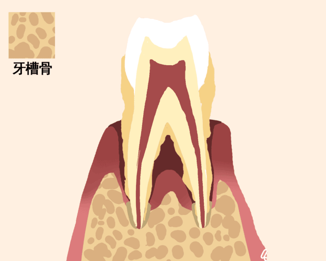 牙齿掉落顺序