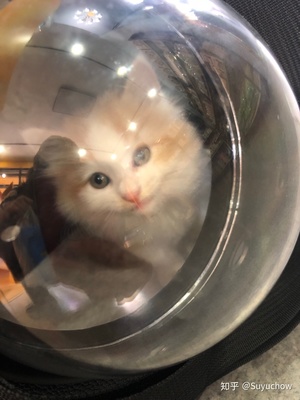 暹罗猫和橘猫能在一起养吗