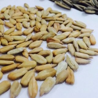 宝宝能吃瓜子仁吗