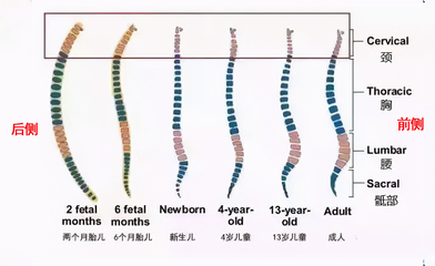 4个月宝宝发育标准表