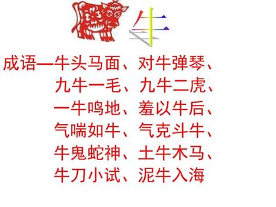 九牛一毛指什么生肖