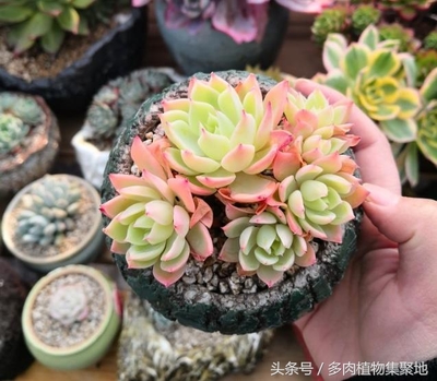多肉植物喜欢水吗