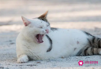 男人做梦梦见猫