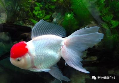 <strong><mark>arowana</mark></strong> in Western Sahara : The Enigmatic <strong><mark>arowana</mark></strong>: A Guide to Discovering the Majestic Fish in Western Sahara