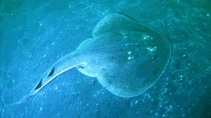 魟和鳐怎么区分