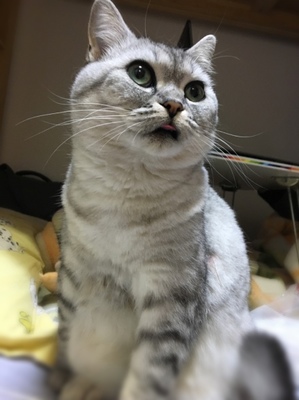 为什么养猫不容易怀孕