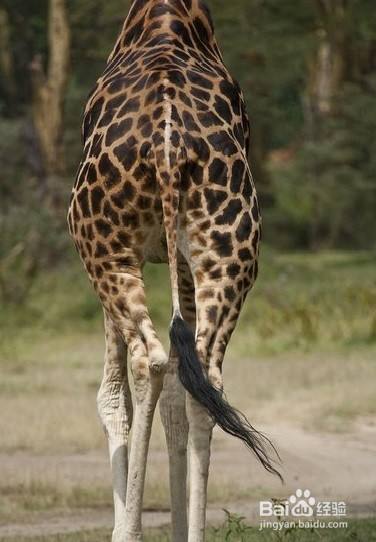 长颈鹿的尾巴像什么样子