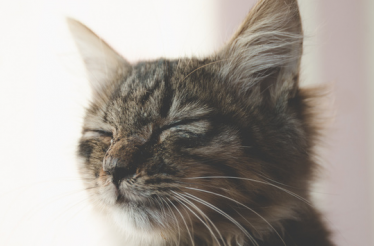 做梦梦到死猫
