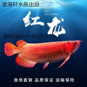 鸡冠区贵龍水族大世界店（鸡冠区贵龙水族大世界店电话）