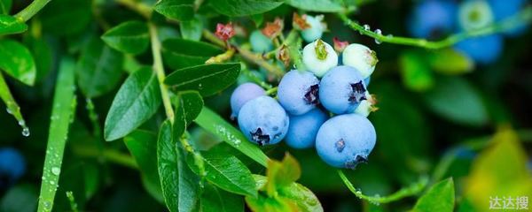 蓝莓冻了以后还有营养吗?