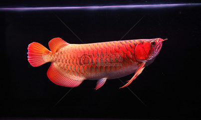 紅龍魚(yú)專(zhuān)賣(mài)店電話(huà)(上海紅龍魚(yú)專(zhuān)賣(mài)店)