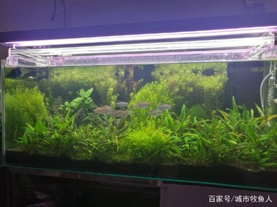 魚缸造景參考圖片高清大圖（魚缸造景圖片大全簡(jiǎn)約）