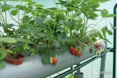 室内蔬菜种植方法