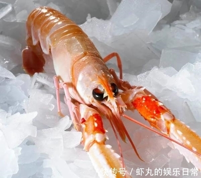 虾的名字大全