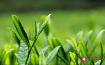 孕妇梦见摘茶叶