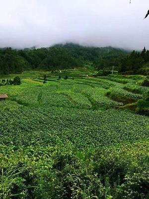 记忆里的那抹绿怎么写