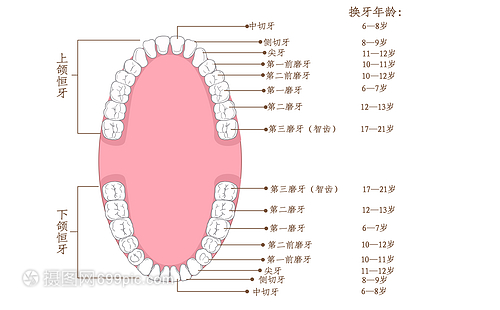 正常的多少颗牙齿图片